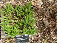 Hippuris vulgaris (fam Hippuridacees) (rg temperees) (11)